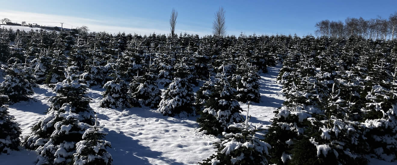 Christmas Trees Shop - Dundonald and surrounding areas