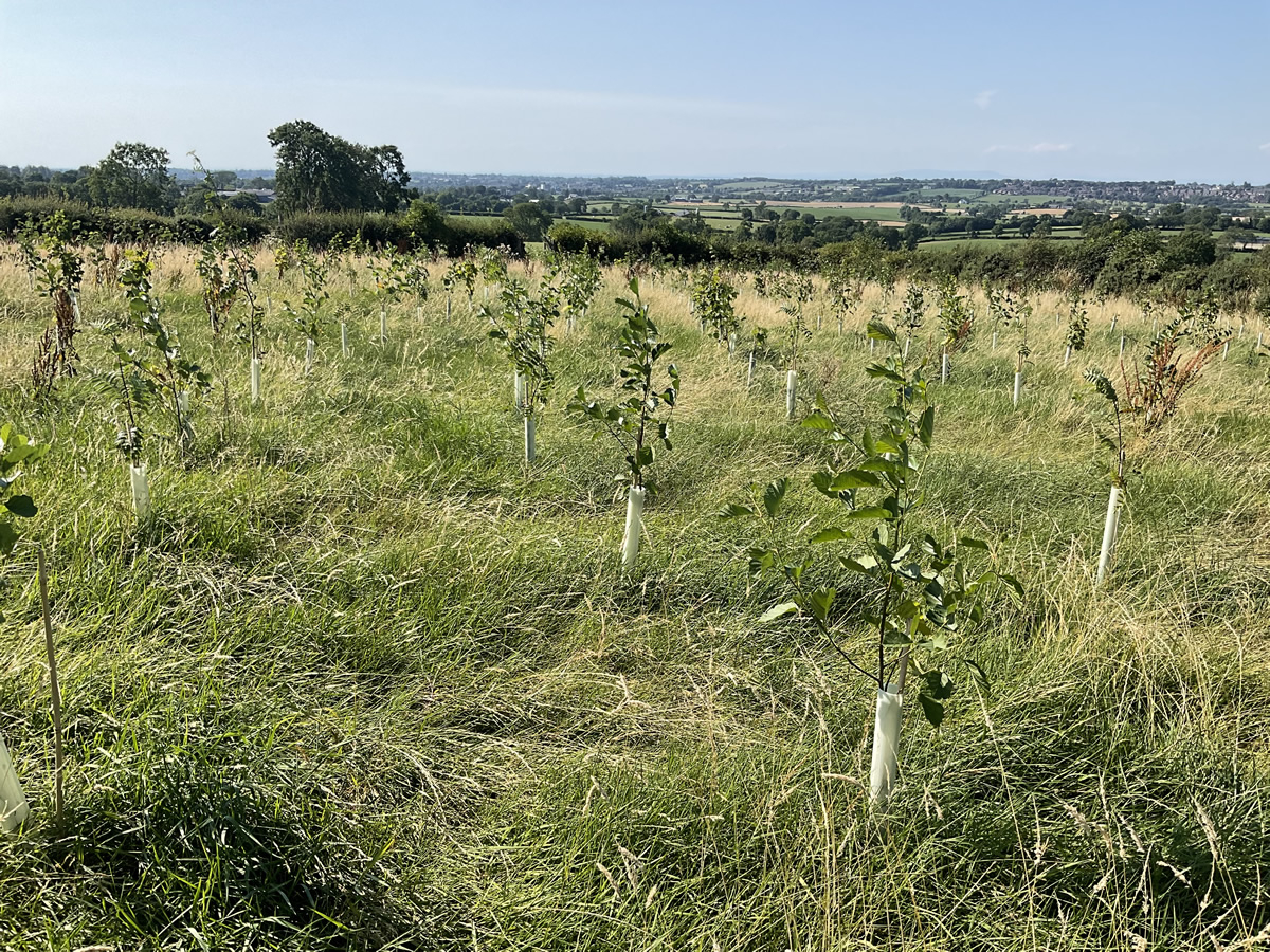 Forestry Services Tree & Hedge Planting